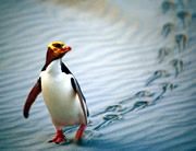 Yellow eyed penguin